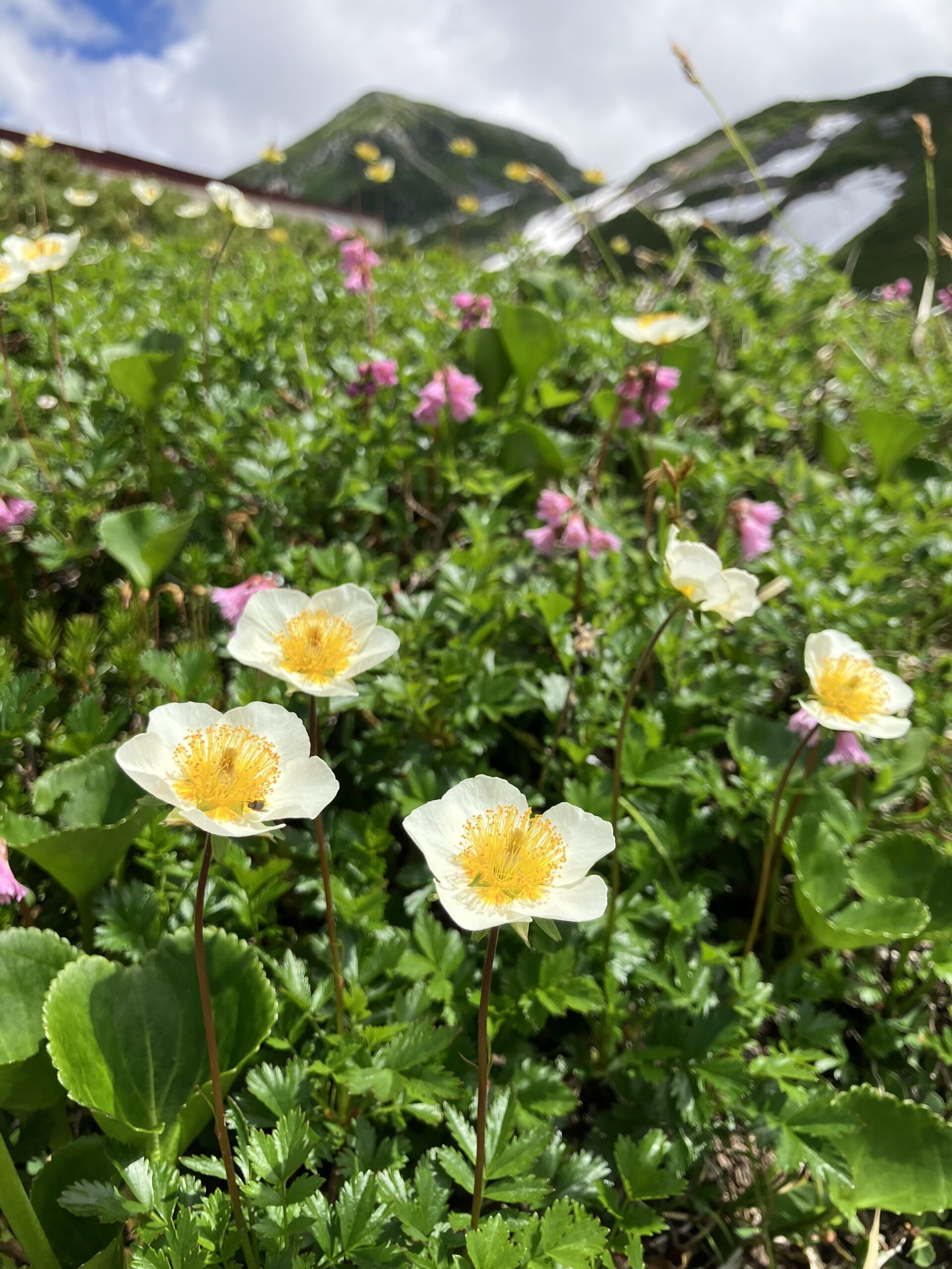 立山日帰りバスツアーを開催しました